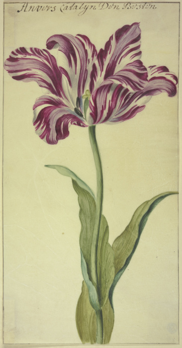 A tulip from Anonym