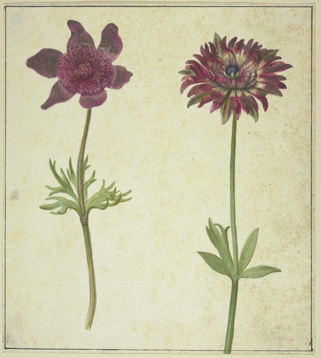 Two flowers from Anonym