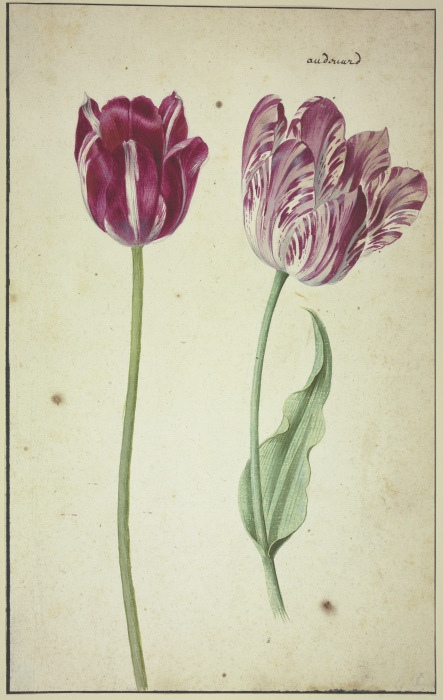 Two tulips from Anonym