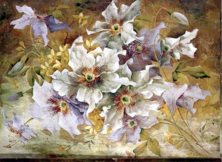 Clematis from Anonymous painter