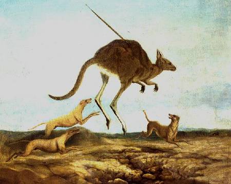 Kangaroo Hunting from Anonymous painter