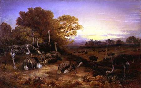 Ostriches from Anonymous painter