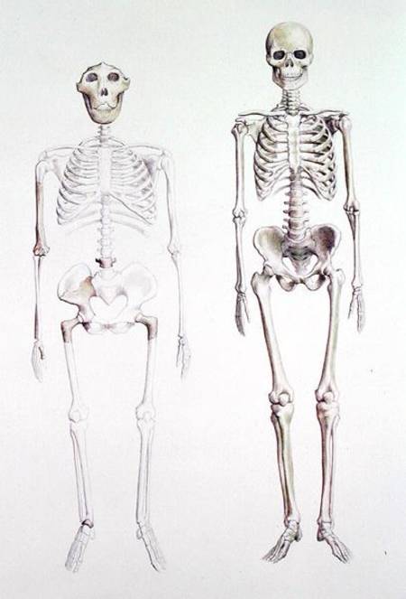 Skeletons of Australopithecus Boisei and Homo Sapiens from Anonymous painter