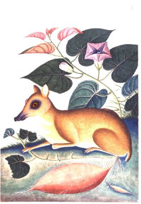 Study of a Mouse Deer by a Flowering Sweet Potato Plant, Company School from Anonymous painter