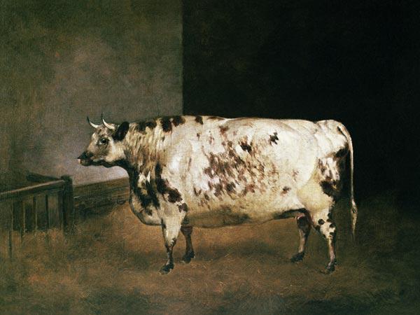 Shorthorn Cow