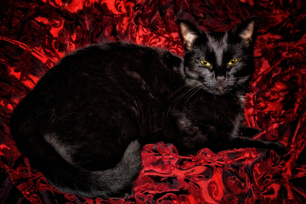 Black Cat in Regal Repose from Ant Smith