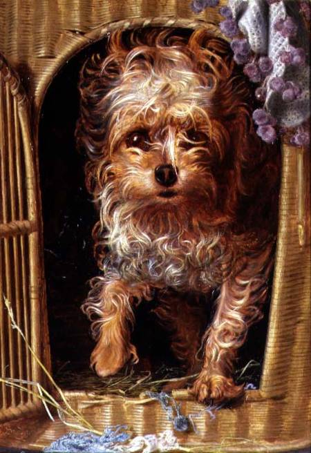 Darby, a Yorkshire Terrier from Anthony Frederick Augustus Sandys