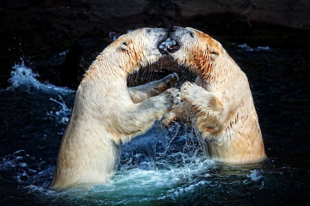 BATTLE & KISSES .... from Antje Wenner-Braun