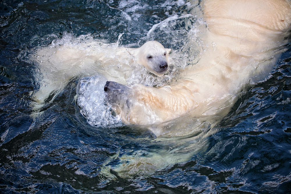 HER CUTENESS, swimming with mum from Antje Wenner-Braun