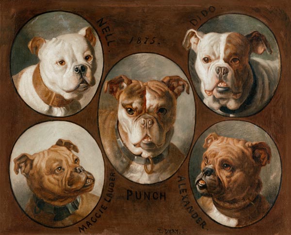 Nell, Dido, Punch, Maggie lauder and Alexander, English Bulldogs from Antoine Dury