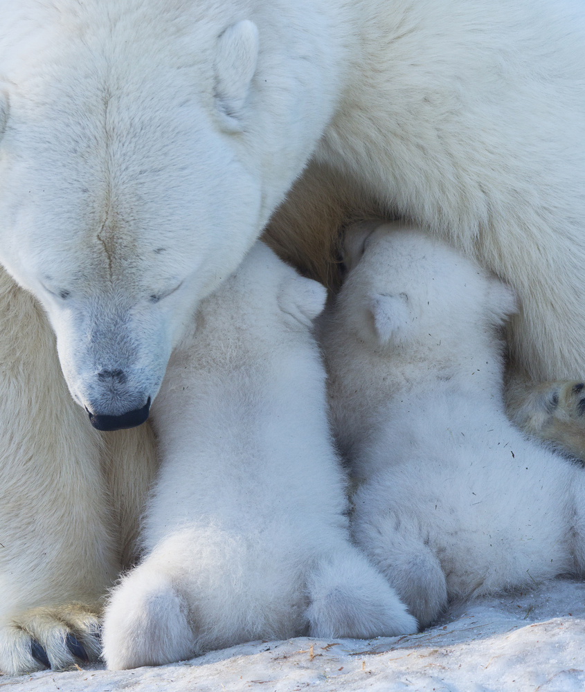 Polar bear mom feeding twins cub from Anton Belovodchenko