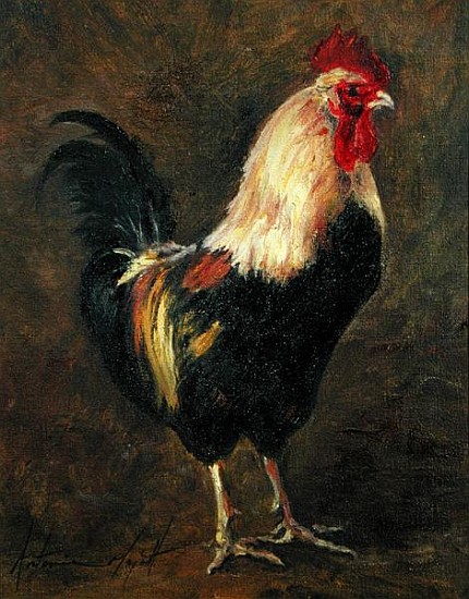 The Cockerel, 1999 (oil on canvas)  from Antonia  Myatt