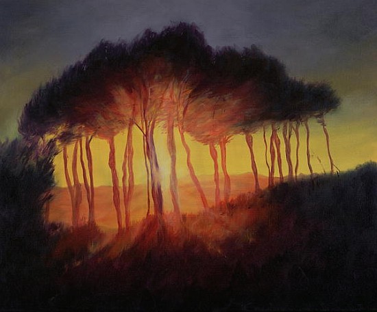 Wild Trees at Sunset, 2002 (oil on canvas)  from Antonia  Myatt