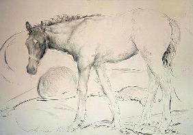 Horse at Coolmore, 1990 (charcoal on paper) 