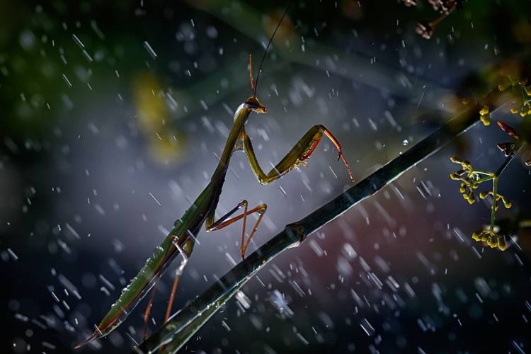 Mantis in the rain from Antonio Grambone