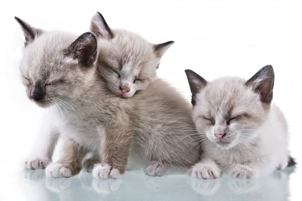 Baby Kittens Sleeping from Antonio Nunes