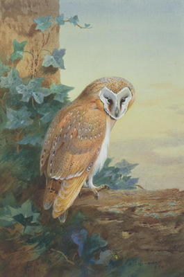 Barn Owl, 1916 (watercolour on paper) from Archibald Thorburn