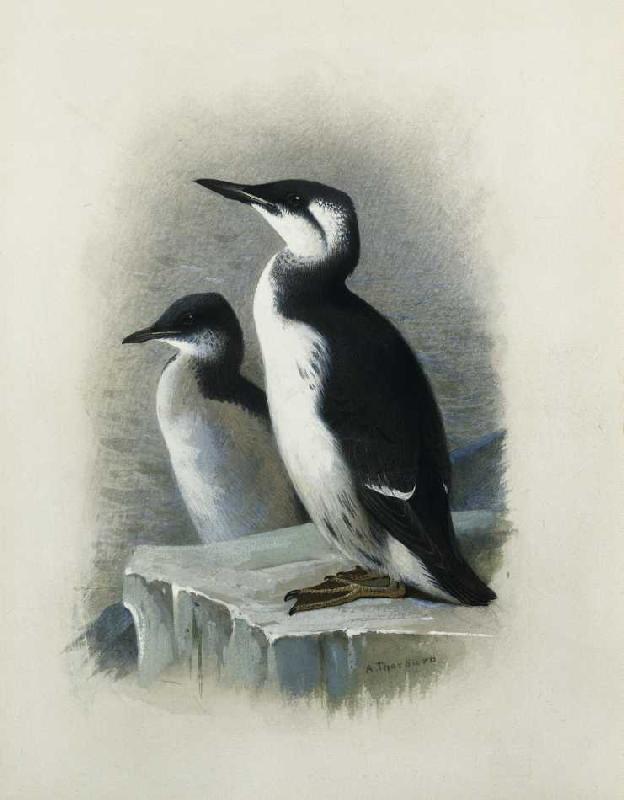 Dickschnabellumme. from Archibald Thorburn