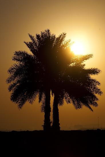Sonnenaufgang in Katar from Arno Burgi