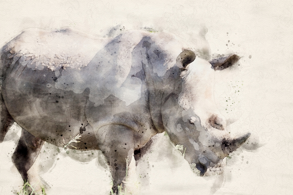 Abstract African Rhinoceros Watercolor Art from Arno Du Toit