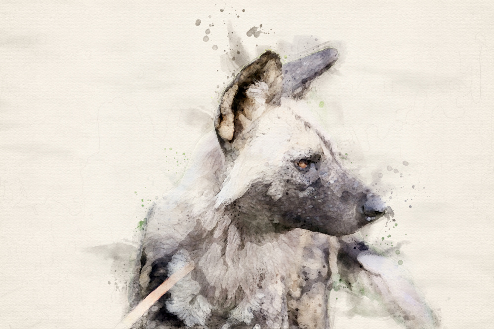 Abstract African Wild Dog Watercolor Art from Arno Du Toit