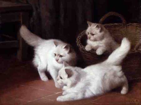 Three White Angora Kittens from Arthur Heyer