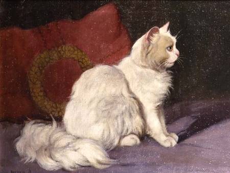 White Persian Cat from Arthur Heyer