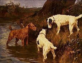 Three terriers at a riverbank