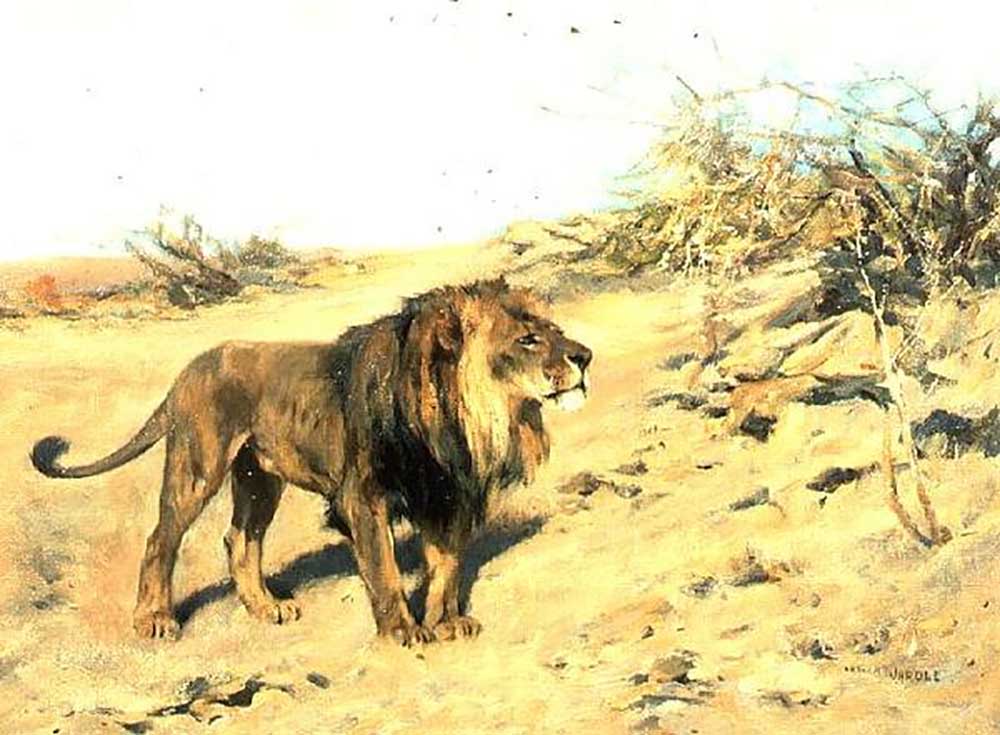 A Lion Amongst Scrub from Arthur Wardle