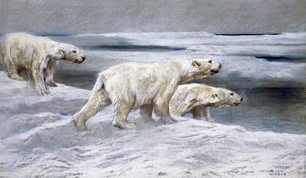 Polar Bears, c.1900 from Arthur Wardle