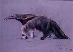 Great Anteater, 1941