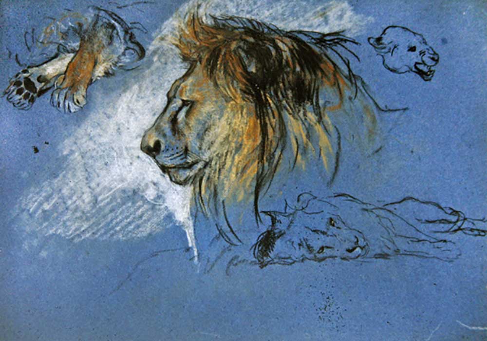 Study of a Lion, c.1905 from Arthur Wardle