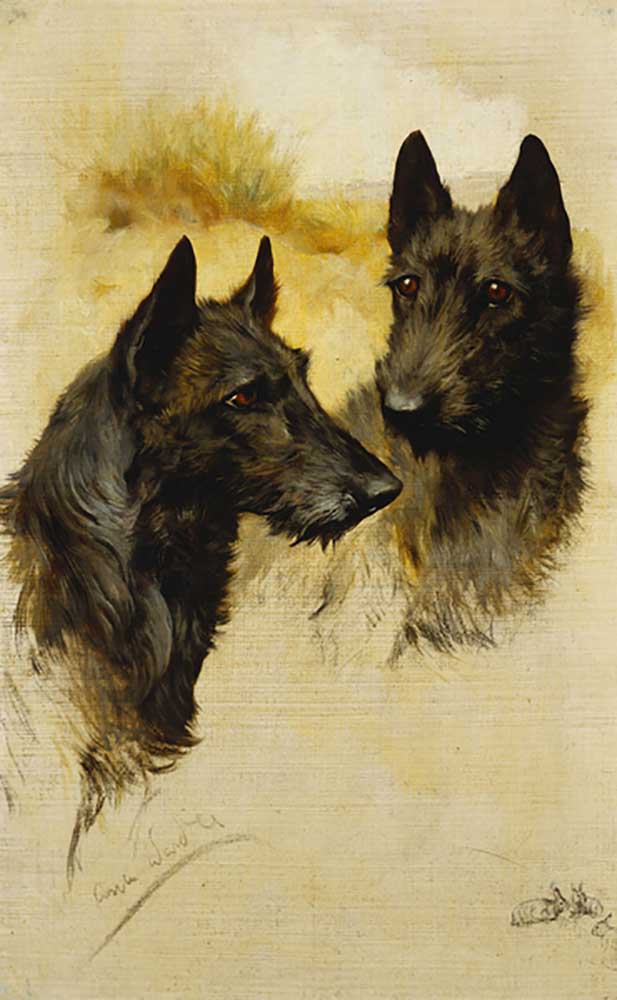 Two Scottish Terriers from Arthur Wardle