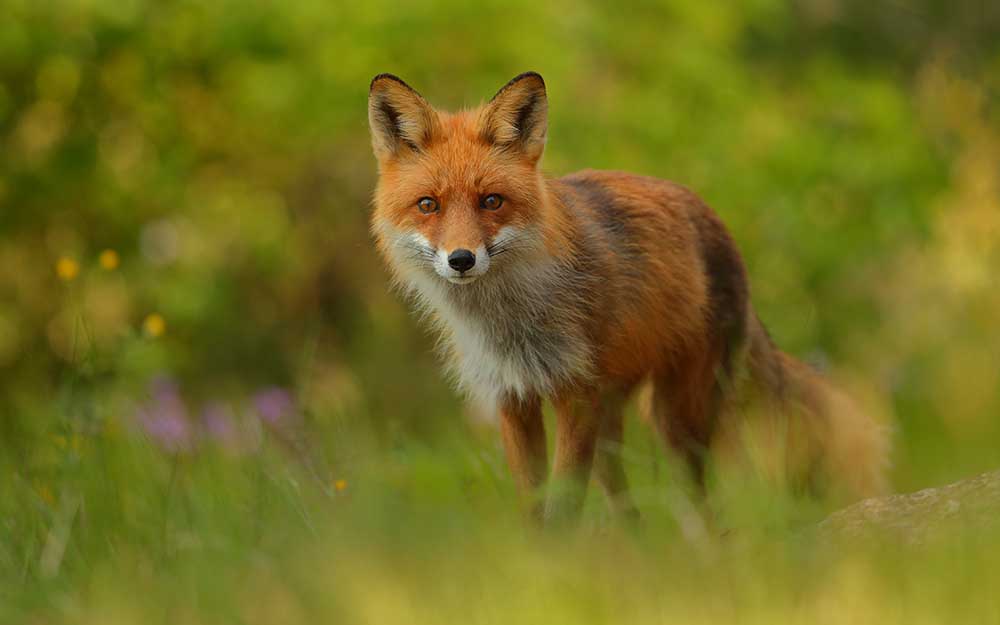 Red Fox Lady from Assaf Gavra