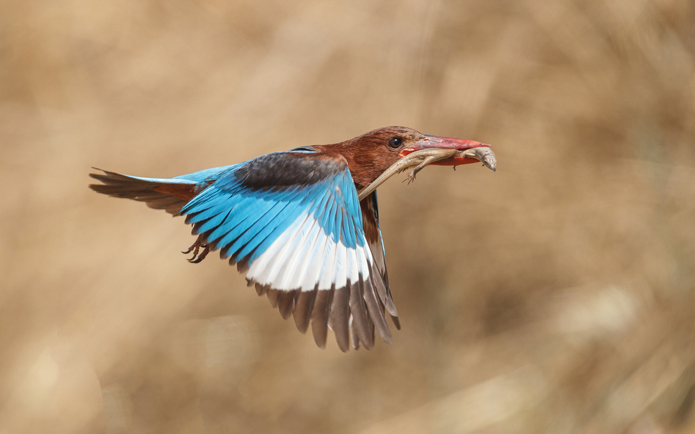 White-throated kingfisher catch from Assaf Gavra