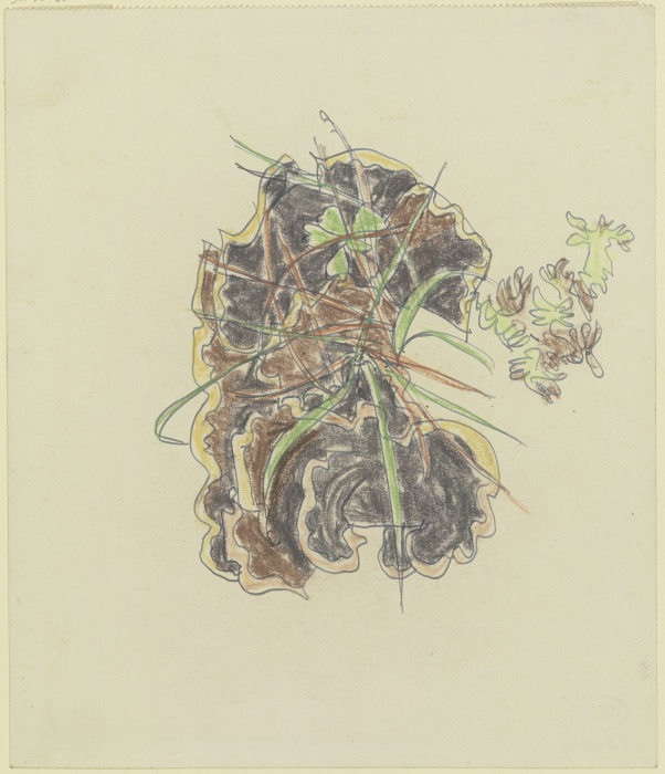 Study of plants from August Babberger