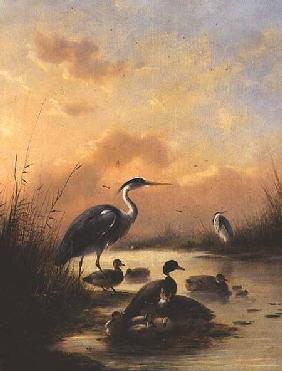 A family of Mallard and two Herons (pair of 77887)