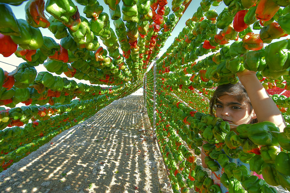 pepper harvest from Aylin Erozcan