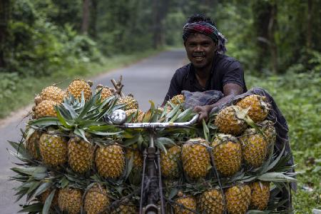 Pineapple farmer