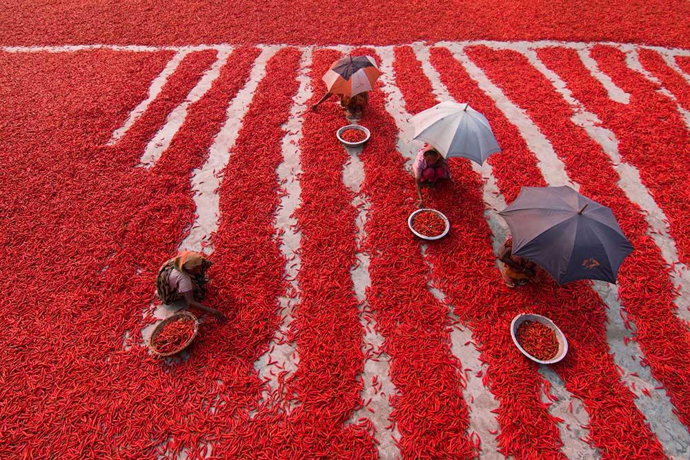 Red Chilies Pickers from Azim Khan Ronnie