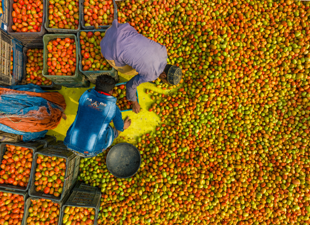 Harvesting tomato from Azim Khan Ronnie