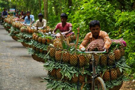 Transporting pineapples