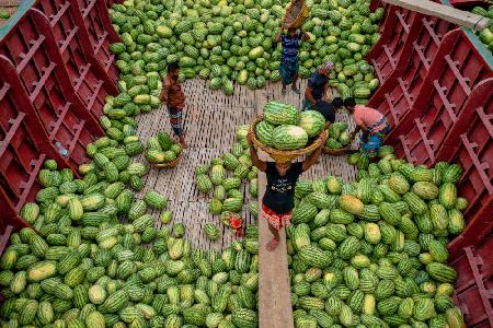 Unloading watermelons