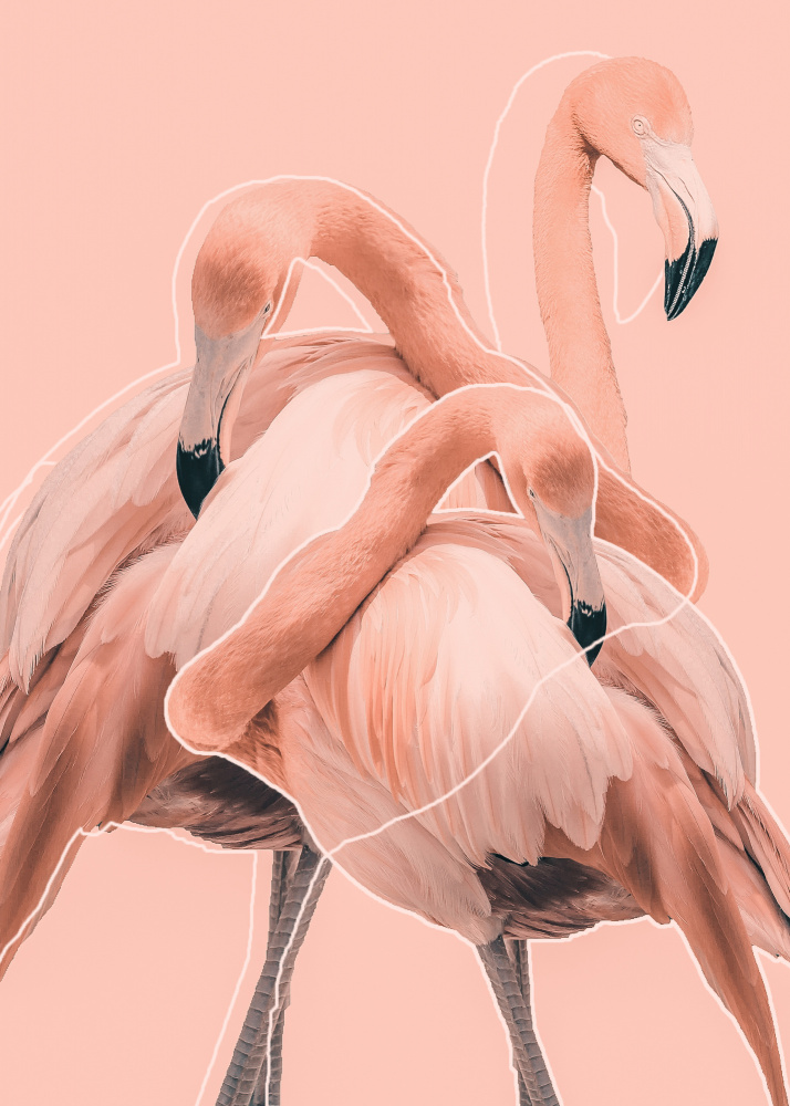 Flamingos nr. 1 from Baard Martinussen
