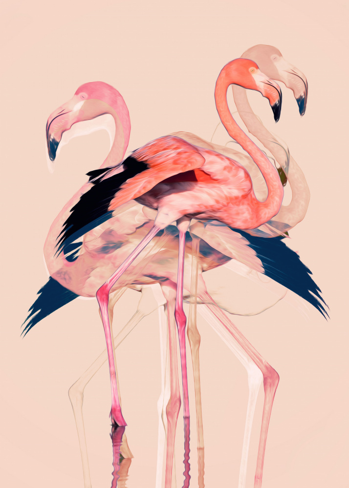 Flamingos nr. 3 from Baard Martinussen