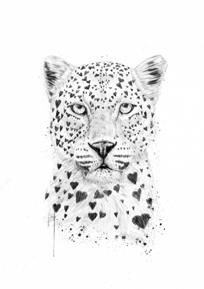 Lovely leopard from Balazs Solti