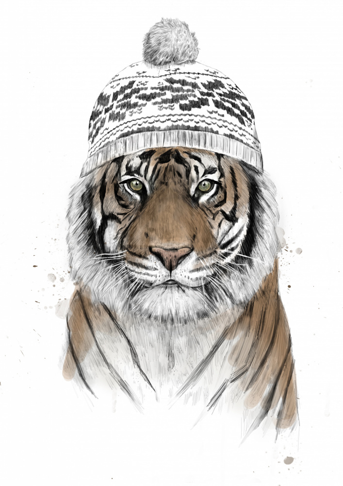 Siberian tiger from Balazs Solti