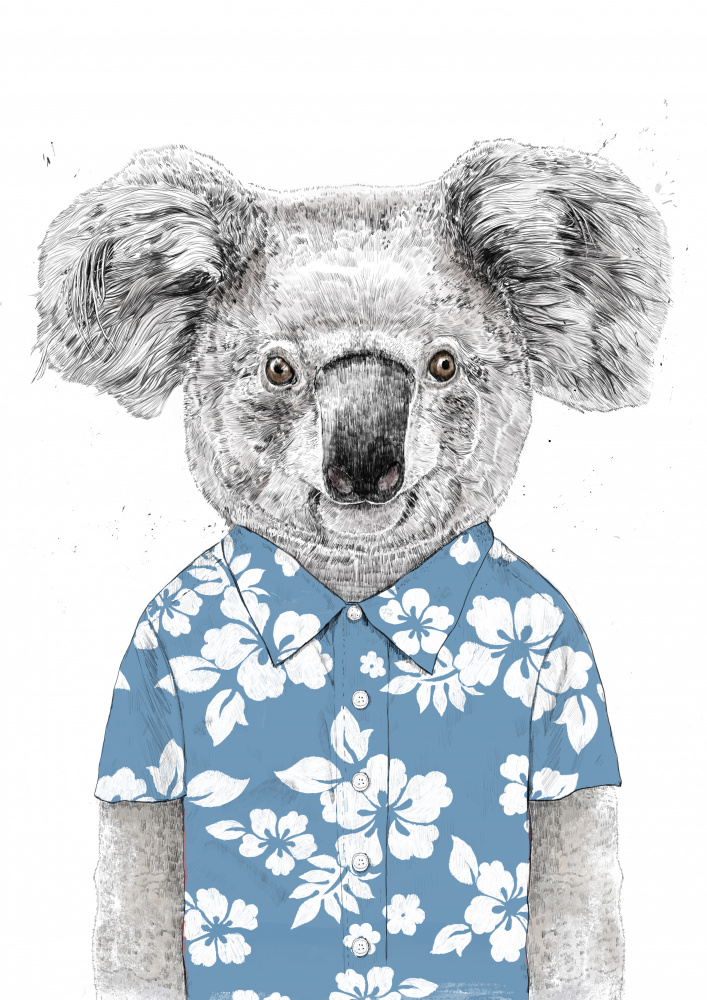 Summer Koala (blue) from Balazs Solti