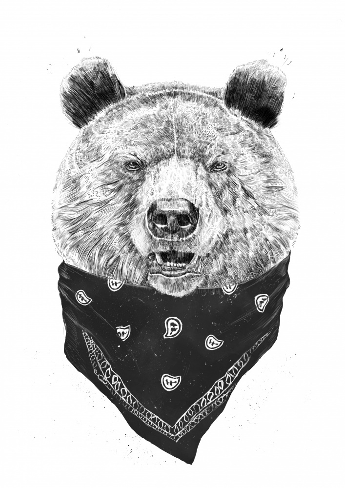 Wild bear from Balazs Solti