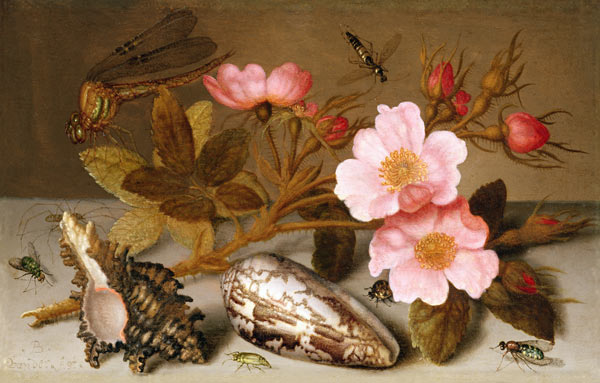 Still life depicting flowers, shells and a dragonfly (oil on copper) (for pair see 251377) from Balthasar van der Ast